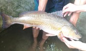 Vì sao cá sủ vàng có giá “khủng” hàng trăm triệu đồng?