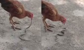Hổ mang bò vào nhà dọa người, thê thảm với gà đói