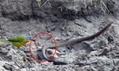 'Hãi hùng' với cảnh chú chim 'moi ruột' con rắn vẫn đang sống