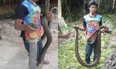 Bắt được hổ mang chúa dài 5m, dân kính cẩn gọi là 'ông'