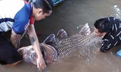 Cá hô hơn 125 kg mắc lưới ngư dân trên sông Tiền