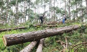 Xử lý người đứng đầu nếu không tìm ra đối tượng phá rừng