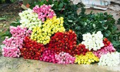 Hoa hồng Đà Lạt tăng giá mạnh sát dịp 20/10