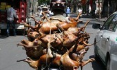 Phó ban Tuyên giáo Hà Nội: 'Bỏ ăn thịt chó phải có lộ trình'