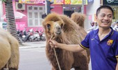 Bất ngờ lạc đà 'sải bước' giữa phố Thủ đô