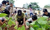Học sinh Hà Nội tham gia trồng cây thảo dược thay mật gấu