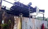 Kỷ luật nhiều cán bộ quản lý rừng vì không đòi được nợ