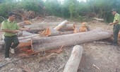 1 ha rừng bị phá, nhiều ngày sau kiểm lâm mới biết