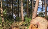 Hàng chục cây thông cổ thụ bị đốn hạ trước trạm kiểm lâm