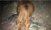 Bò thả rông ra đường lộ giữa khuya gây tai nạn nghiêm trọng