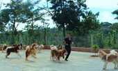 Chó ngoại thượng sơn