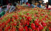 Chiến tranh thương mại Mỹ - Trung: Xuất nhập khẩu Việt Nam khởi sắc?