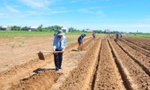 Khắc khoải ở xứ cồn