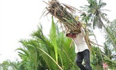 Tiếng gọi cù lao miền sông nước: Lối thoát cho Cù Lao Dung