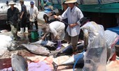 Thí điểm đấu giá hải sản tại chợ cá lớn nhất miền Trung