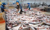 Trung Quốc giảm thu mua, giá cá tra tụt mạnh