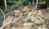 Truy tìm thủ phạm vụ đốn hạ 16 'cụ dổi' ở Bình Định