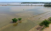 ÐBSCL mất 30.000 ha lúa