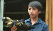 Trang trại gà đen và ước mơ của chàng trai vùng cao Mù Cang Chải