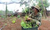 Người dân Đắk Nông kiếm 100 triệu đồng mỗi năm từ rau bò khai