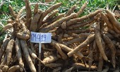 Ngành sắn Việt Nam với mục tiêu 2 tỉ USD