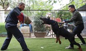 Kiếm tiền tỉ từ 'chó chiến', chó cưng