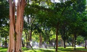 Đón ban mai cùng đại ngàn giữa phố