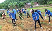 BẢN TIN TÌNH NGUYỆN: Hàng trăm thanh niên lao động giúp bản nghèo
