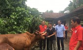 BẢN TIN TÌNH NGUYỆN: Trao tặng bò giống cho người nghèo