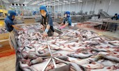 Các tỉnh bắt tay để sớm gỡ “thẻ vàng” cho thủy sản