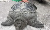 Câu được baba 'khủng' ở Hà Nội, cần thủ bỏ túi hơn chục triệu đồng