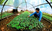 Tình người trên đỉnh Ngọc Linh