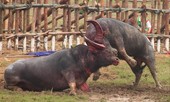 Không đổi mới, sẽ ngừng chọi trâu Hải Lựu