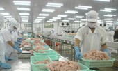 Xuất khẩu cá tra sẽ cán đích 2,1 tỷ USD
