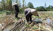 Giá giảm sâu, vùng mía ĐBSCL lao đao