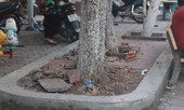 Cán bộ tổ dân phố tự ý đốn hạ 3 cây gỗ sưa