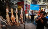 Luận về… cầy, cẩu: Giã từ mộc tồn