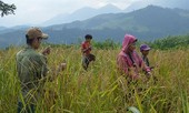 Mùa vàng bên mái Giăng Màn