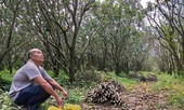 Bưởi rụng trắng gốc, giá bán bằng... cọng hành
