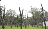 Cây bứng dưỡng chết hàng loạt, Sở GTVT đòi…'trảm' cây cổ thụ