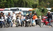 'Cò đặc sản' Đà Lạt lại bùng phát