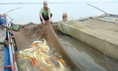 'Quốc ngư Nhật Bản' xuất hiện giữa lòng sông Hồng