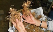 Chủ tịch huyện tiết lộ nhà đại gia trên núi có 500 tỷ đồng