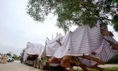 Tài xế chở cây 'khủng' dài 25 m vào bãi đất trống né cảnh sát