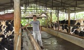 Vắt sữa bò ra... ô tô