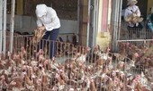 Hàng thải gà dai, gà 'trọc đầu' về Việt Nam lại đắt hàng