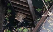 Giải cứu báo con rơi xuống giếng sâu 12 mét