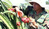Thanh long rớt giá sốc