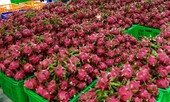 MM Mega Market mua hơn 100 tấn Thanh Long hỗ trợ nông dân