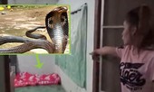 Thấy chó hướng vào giường sủa, giật mình nhận ra 'tử thần' ngay cạnh